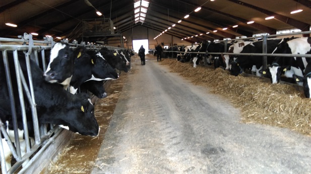 Perstorp Silage